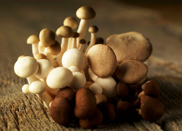 每天吃蘑菇有助减肥
