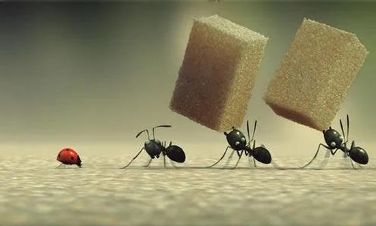 两只蚂蚁（经典微小说）