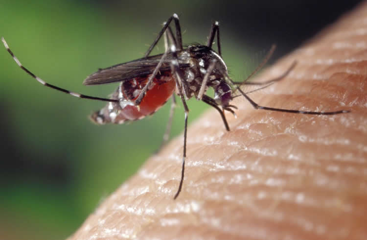 为什么蚊子不会一直吸你的血？