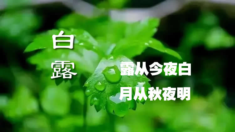 璀璨的莱州民俗文化——白露