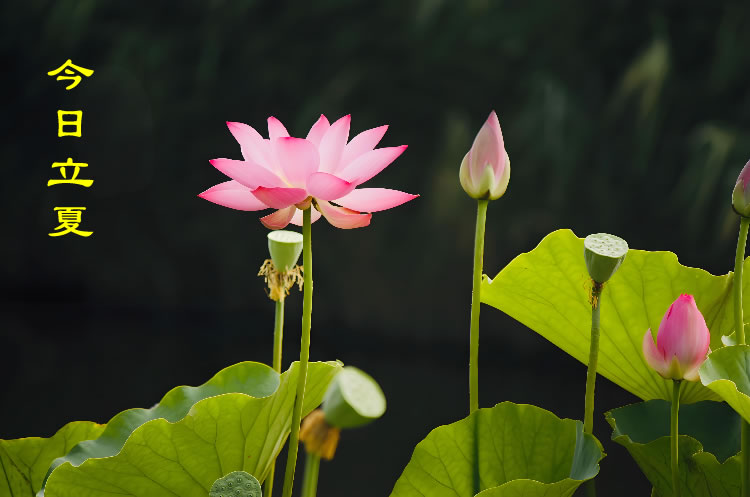 二十四节气之立夏